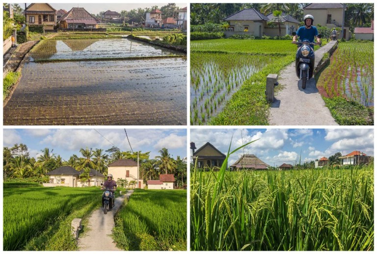 ubud-rice-field-life-cycle-1037x700