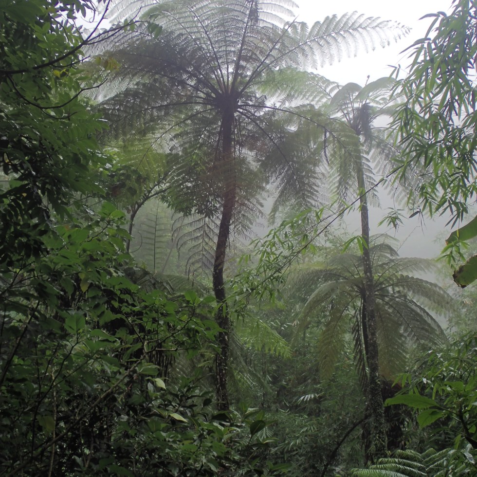 Munduk forest, on way to Tanah Barak waterfall - feathery, prehistoric-looking palm trees in the jungle mist