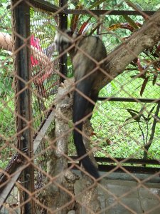 Civet (luwak) at Coffee Plantation and Civet Sanctuary